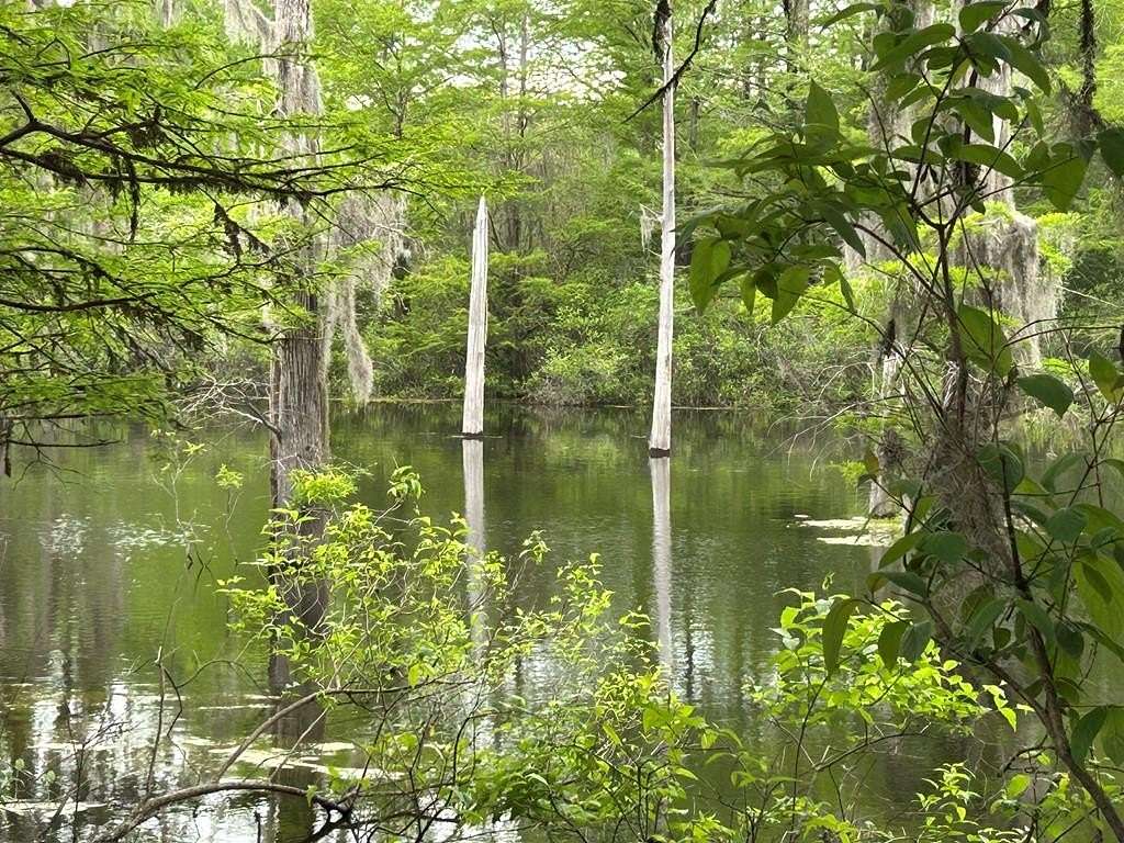 1,450 Acres of Land for Sale in Donalsonville, Georgia
