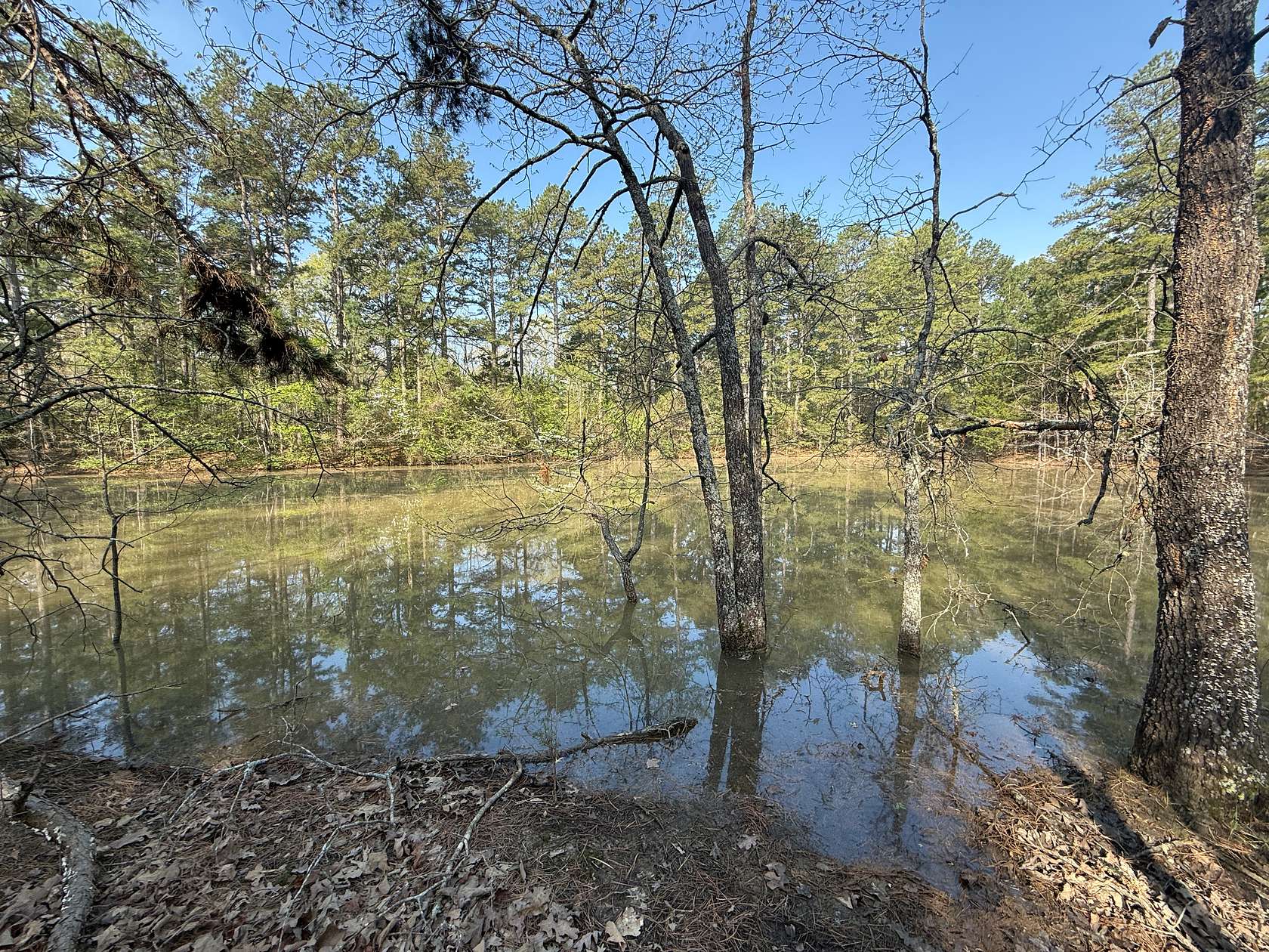 35.3 Acres of Land for Sale in Violet Hill, Arkansas