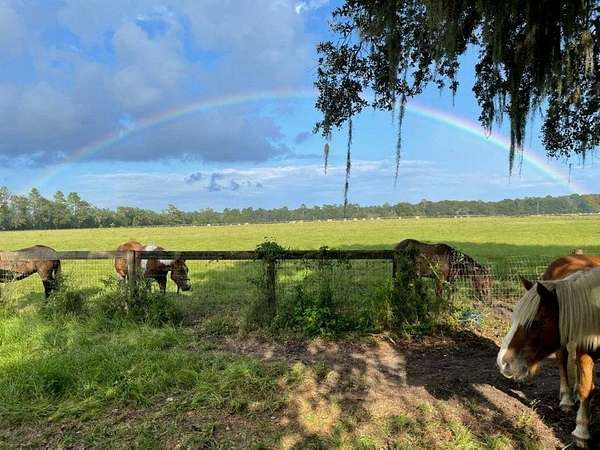19 Acres of Land for Sale in Old Town, Florida