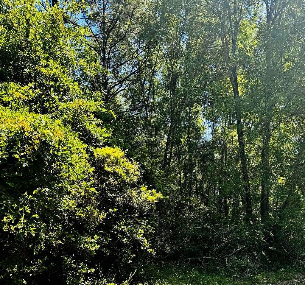 0.57 Acres of Land for Sale in Buna, Texas