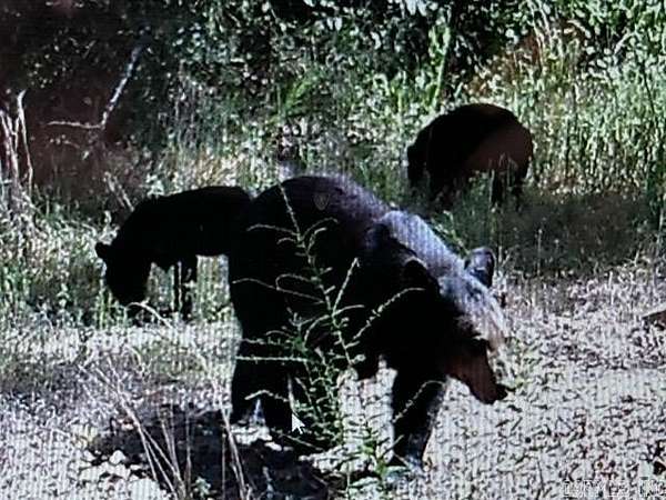 20 Acres of Recreational Land for Sale in Mena, Arkansas