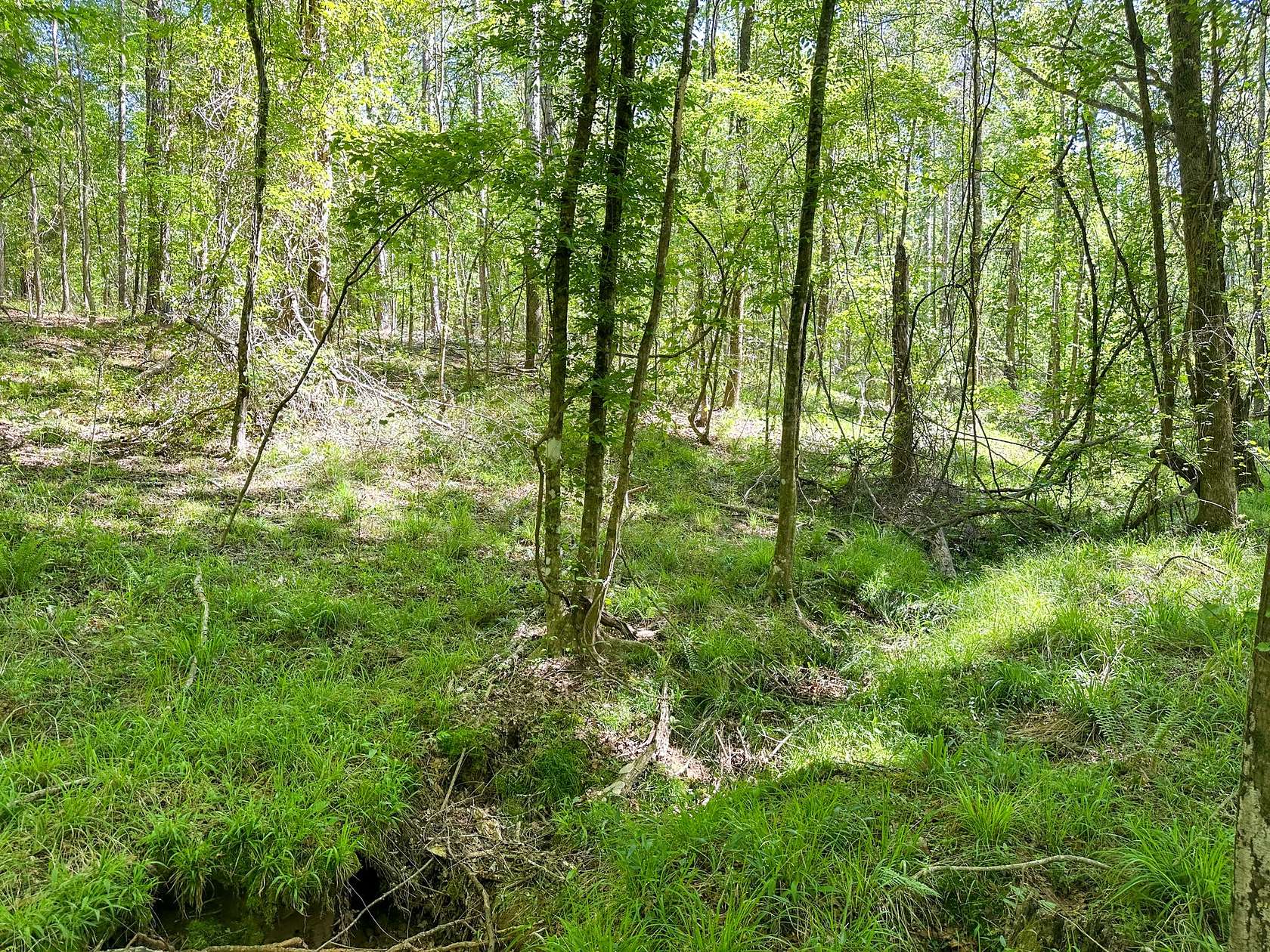 8 Acres of Land for Sale in Gloster, Mississippi