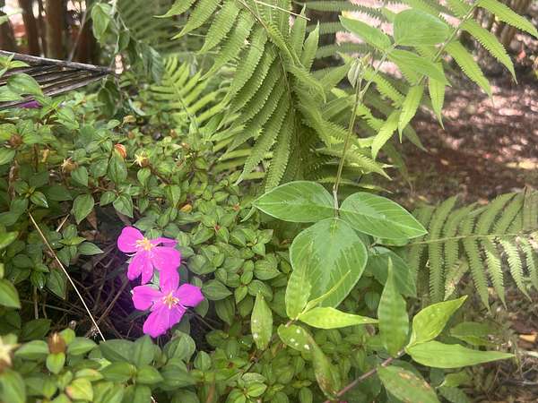 0.18 Acres of Residential Land for Sale in Pahoa, Hawaii