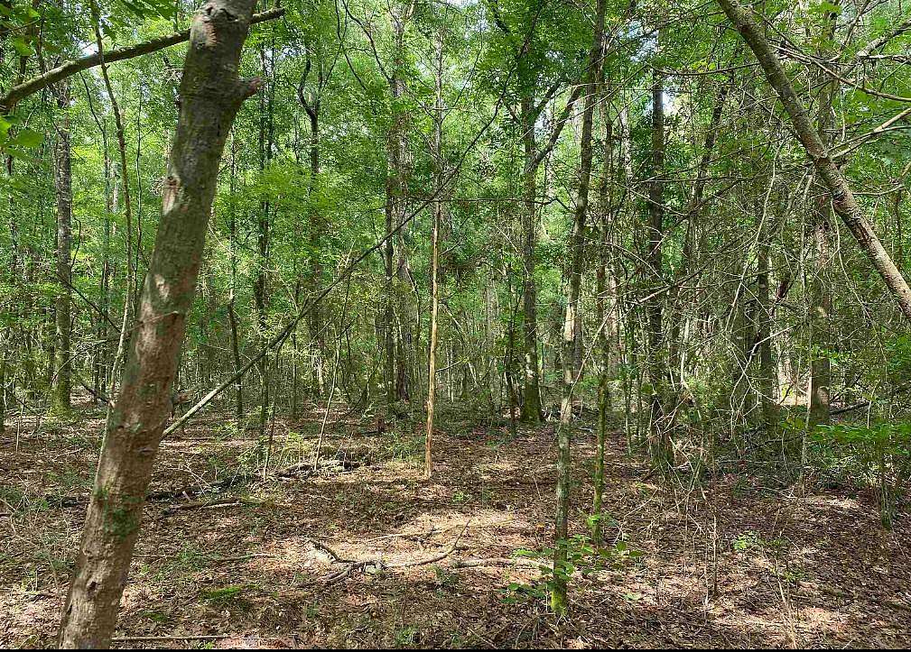 35.5 Acres of Land for Sale in Elba, Alabama
