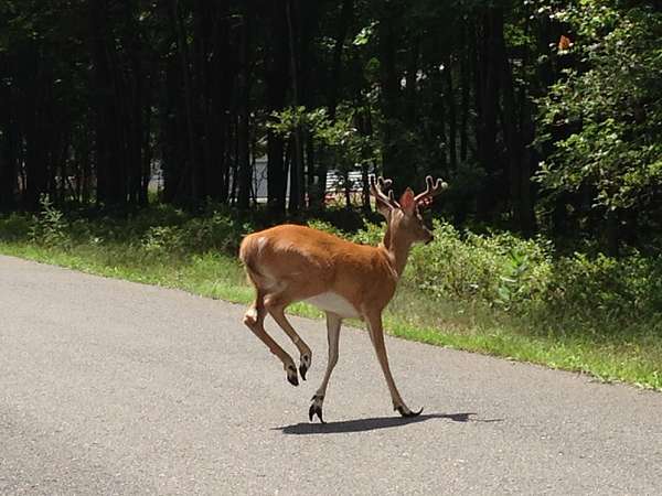 0.26 Acres of Residential Land for Sale in Albrightsville, Pennsylvania