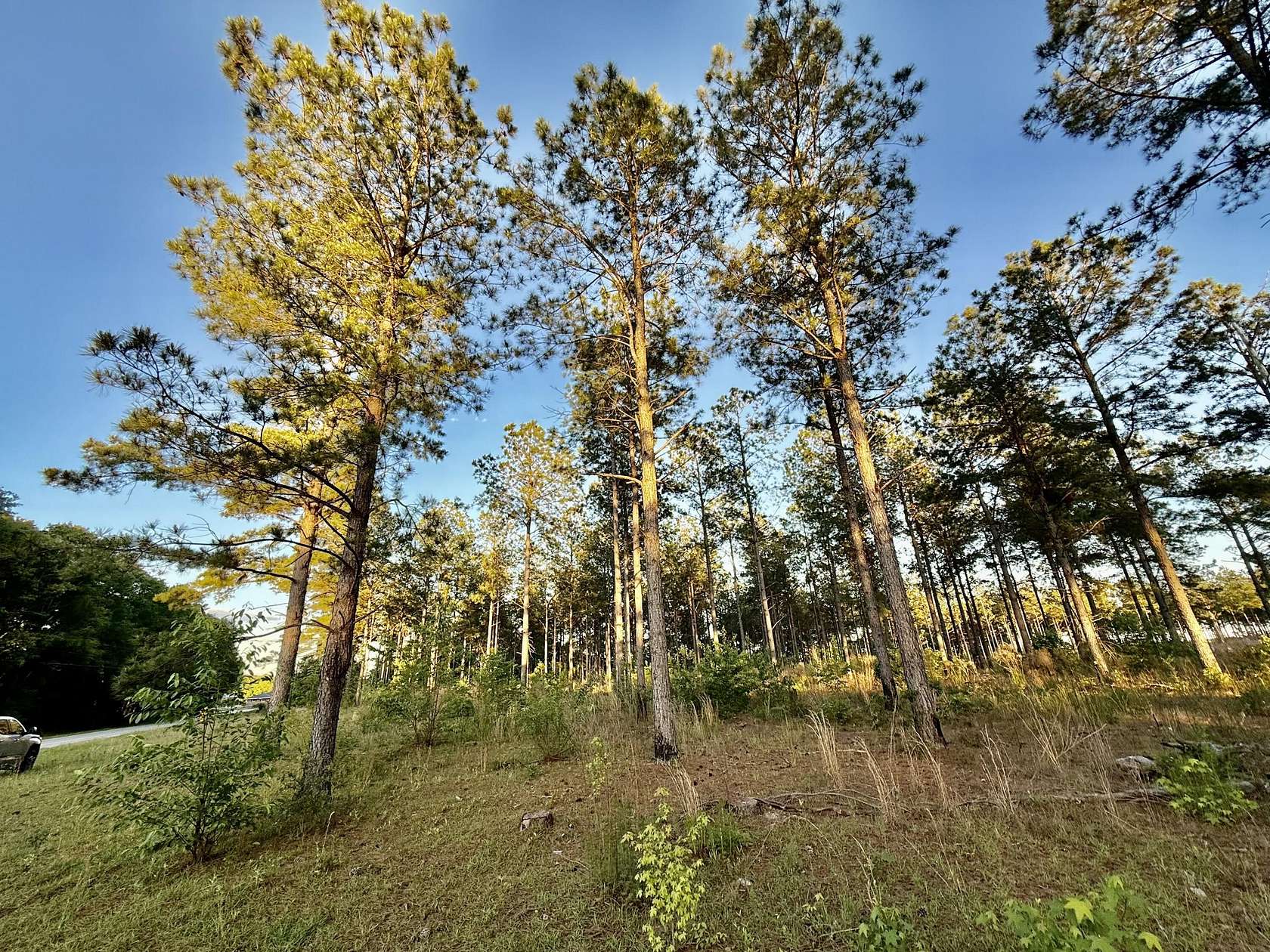 Land for Sale in Blackville, South Carolina