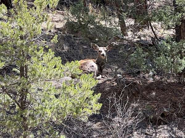 35 Acres of Recreational Land for Sale in Weston, Colorado