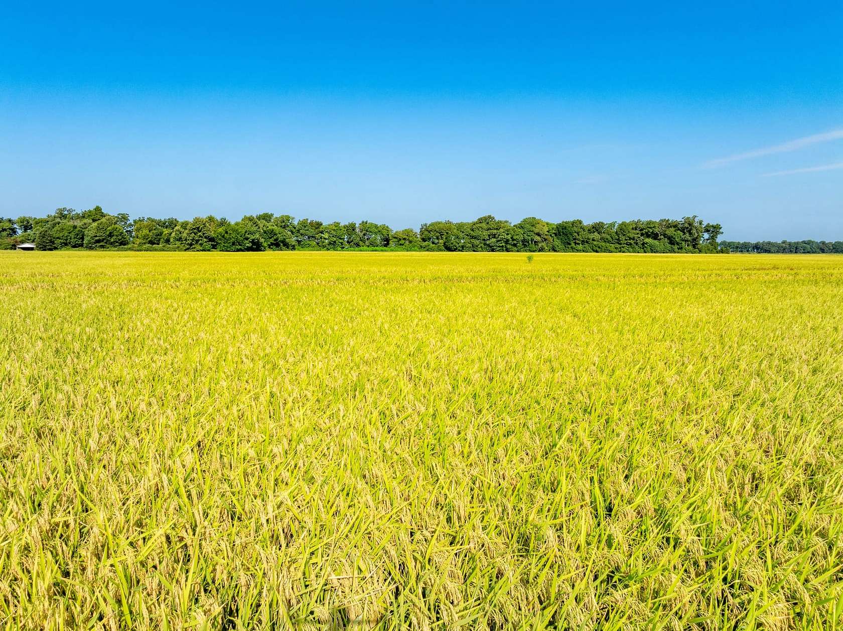 40 Acres of Land for Sale in Weiner, Arkansas