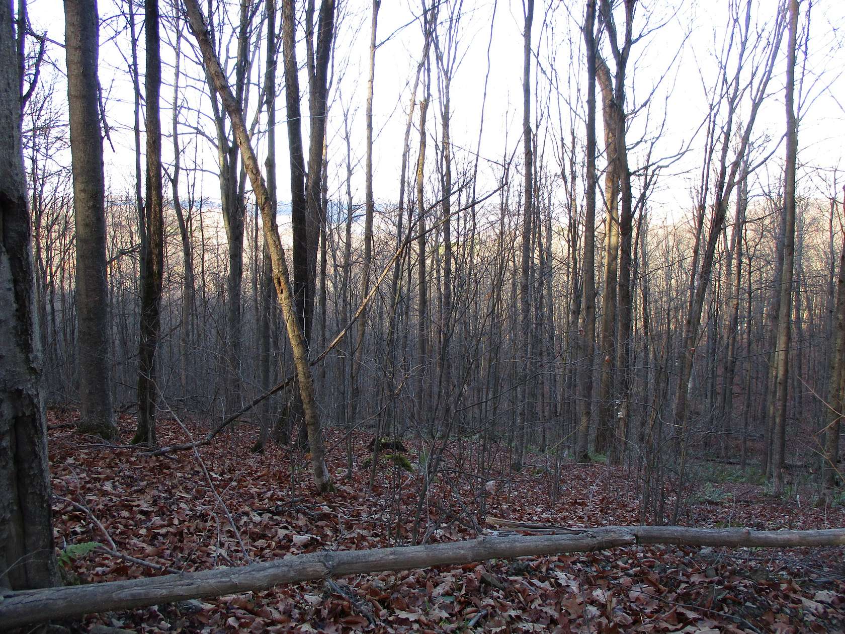 54 Acres of Recreational Land & Farm for Sale in Cuba, New York