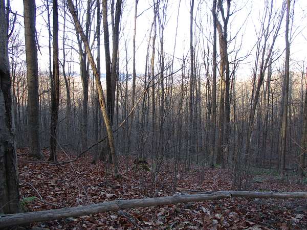 54 Acres of Recreational Land & Farm for Sale in Cuba, New York