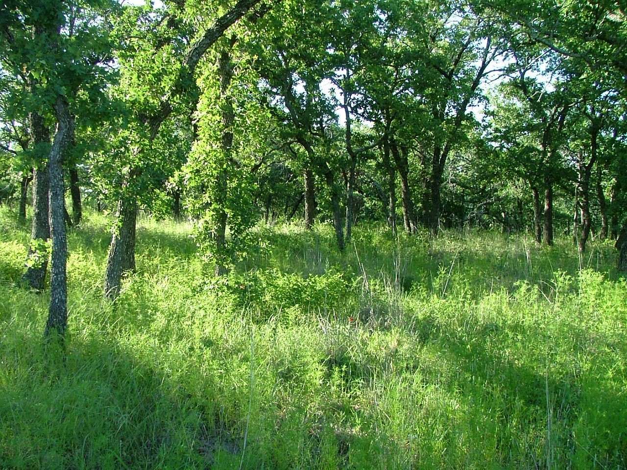 1 Acre of Residential Land for Sale in Chico, Texas