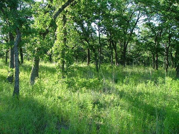 1 Acre of Residential Land for Sale in Chico, Texas