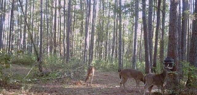 40.5 Acres of Land for Sale in Franklinton, Louisiana