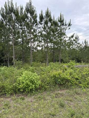 10 Acres of Recreational Land for Sale in Altha, Florida