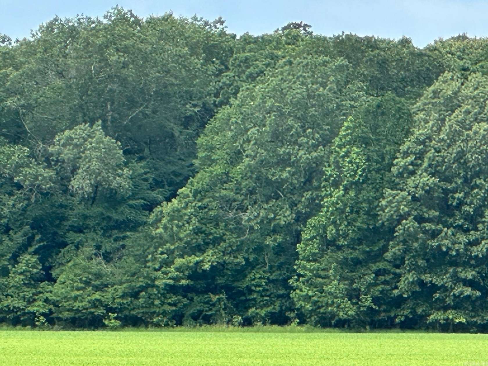 40 Acres of Recreational Land for Sale in Hamburg, Arkansas