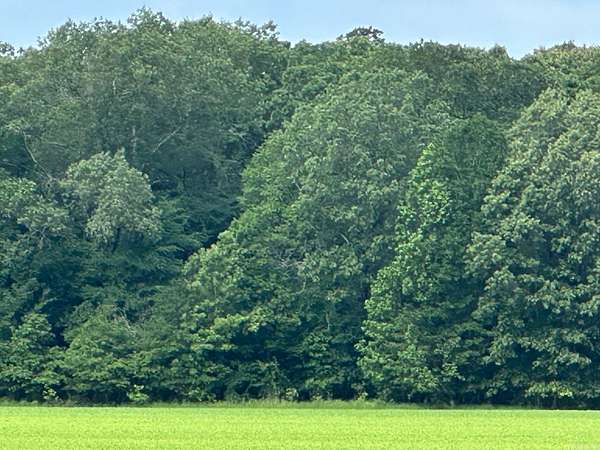 40 Acres of Land for Sale in Hamburg, Arkansas