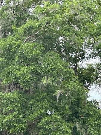 2 Acres of Residential Land for Sale in Gainesville, Florida