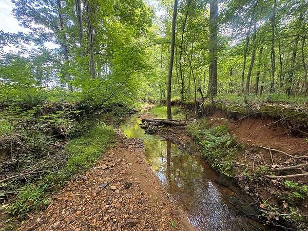 650 Acres of Recreational Land for Sale in Butler, Georgia