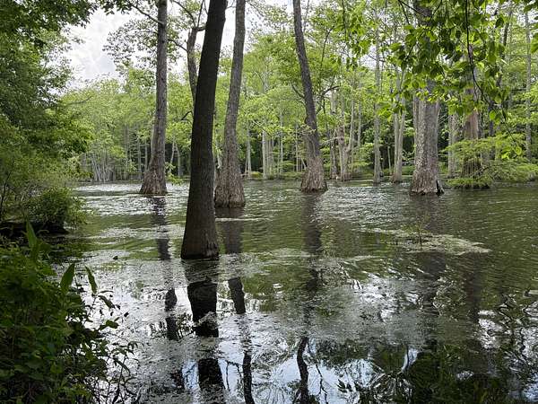 306 Acres of Recreational Land for Sale in Minter City, Mississippi