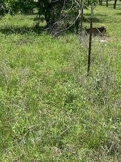 17.6 Acres of Recreational Land for Sale in De Leon, Texas