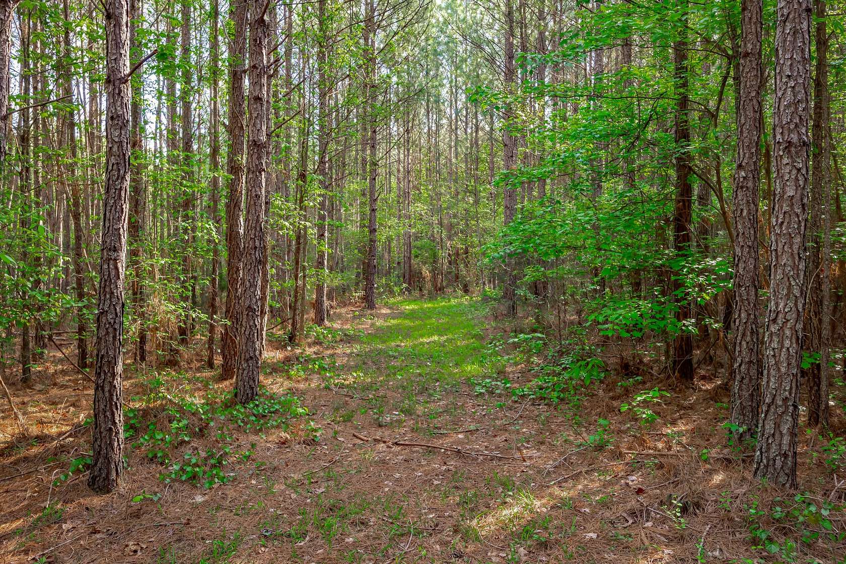 48.6 Acres of Recreational Land for Sale in Saluda, South Carolina
