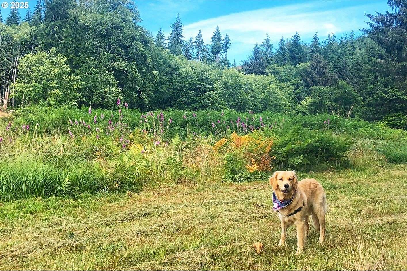 1.84 Acres of Residential Land for Sale in Naselle, Washington