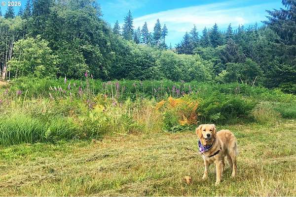 1.84 Acres of Residential Land for Sale in Naselle, Washington