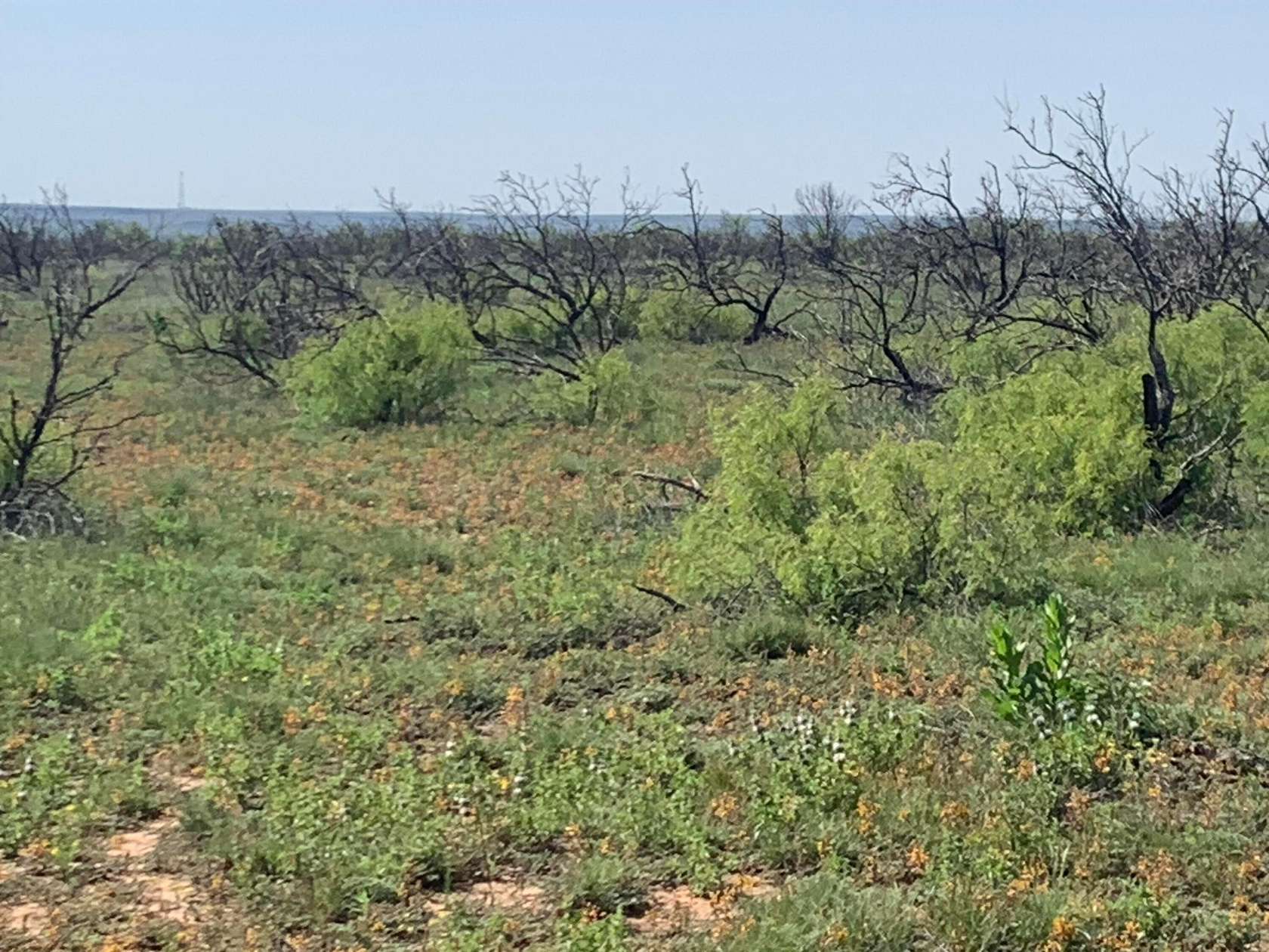 19.6 Acres of Land for Sale in Bushland, Texas