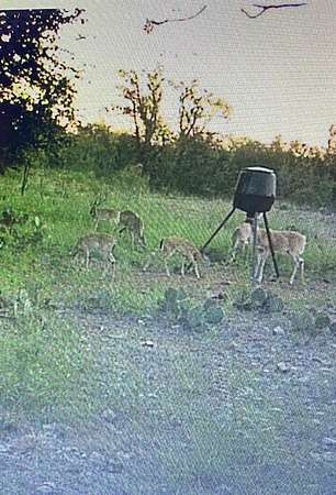 9.46 Acres of Land for Sale in Brookesmith, Texas