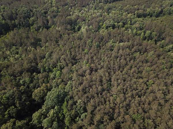 17.5 Acres of Land for Sale in Jena, Louisiana