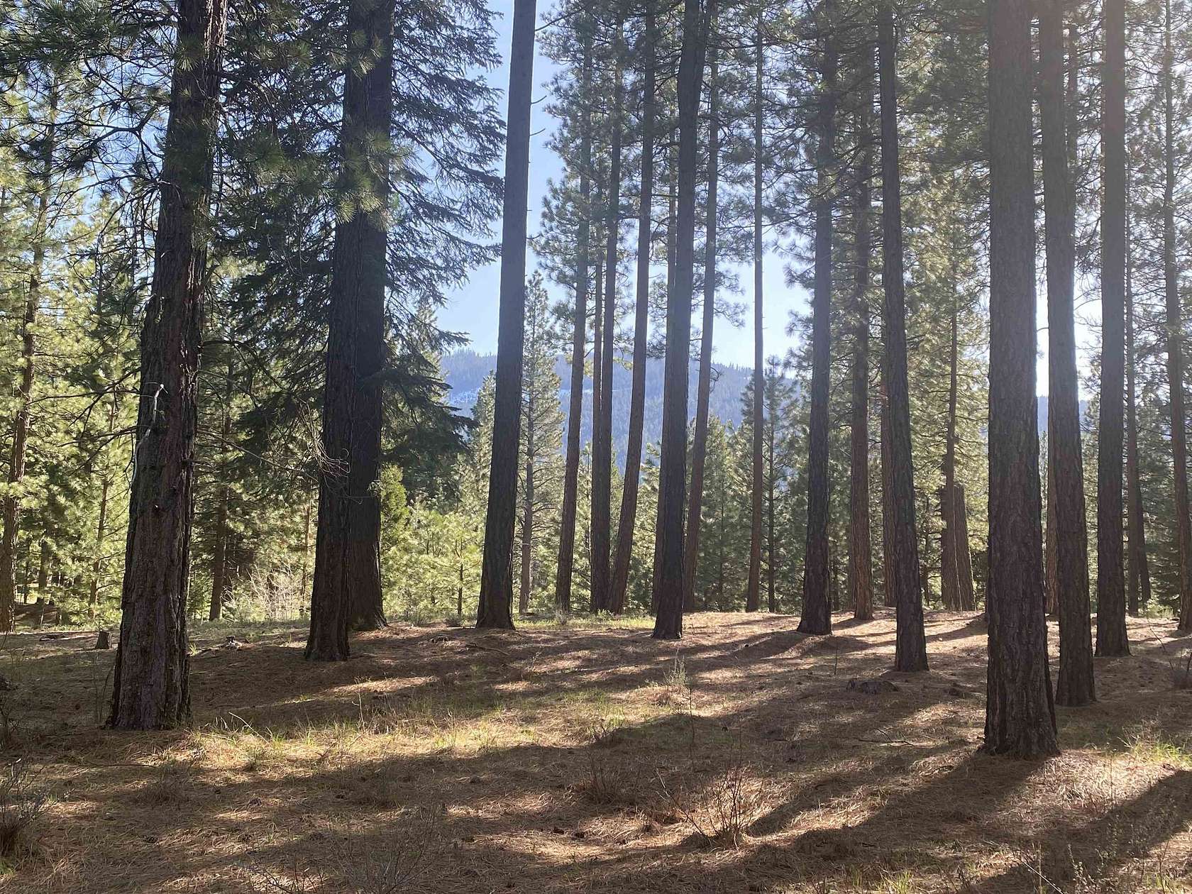 1.27 Acres of Residential Land for Sale in Clio, California