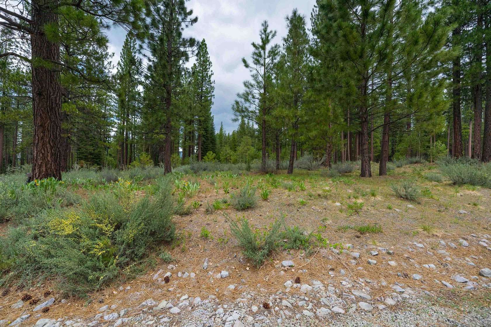 0.62 Acres of Residential Land for Sale in Clio, California