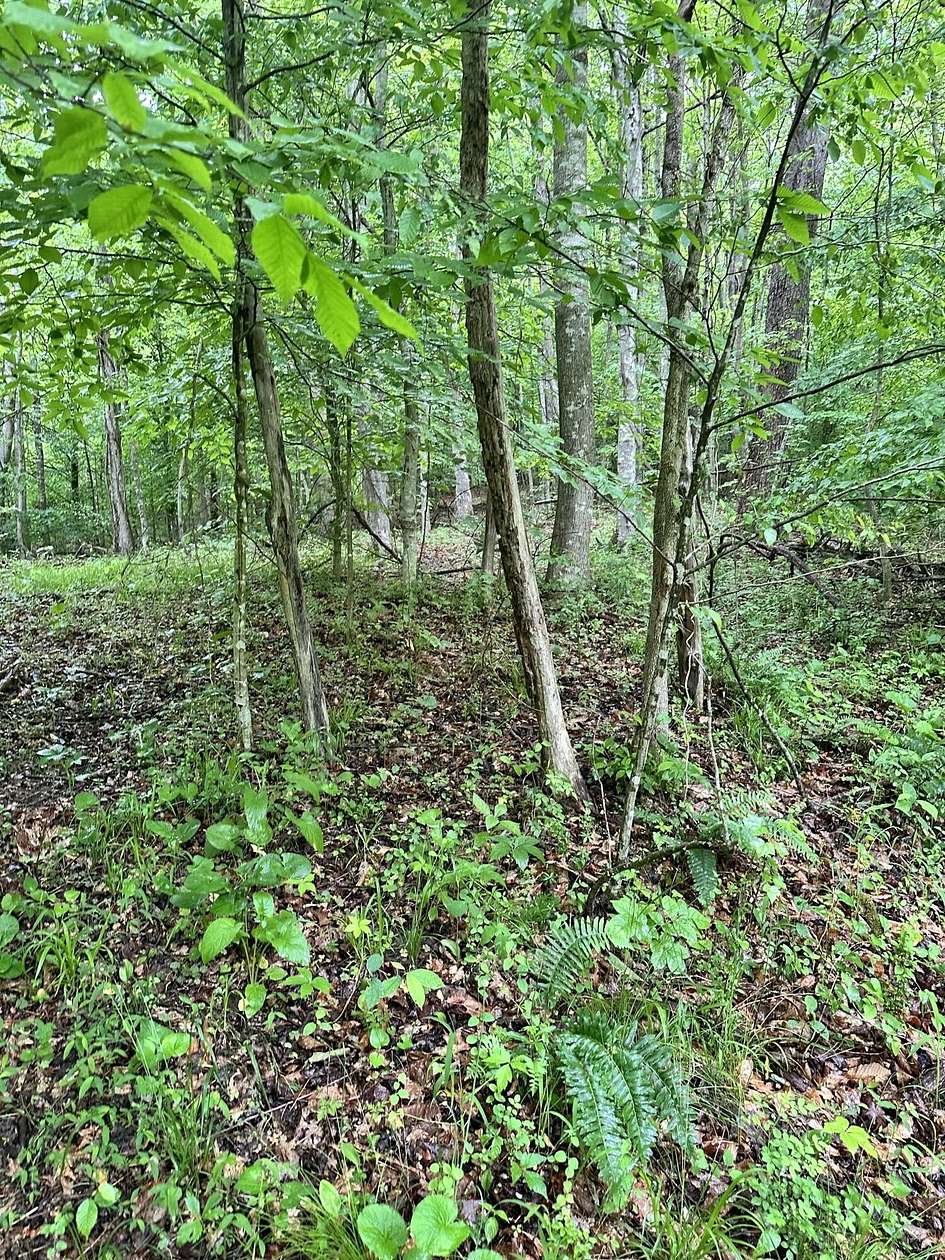 60 Acres of Recreational & Residential Land for Sale in Irvine, Kentucky