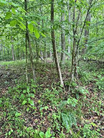 60 Acres of Recreational & Residential Land for Sale in Irvine, Kentucky