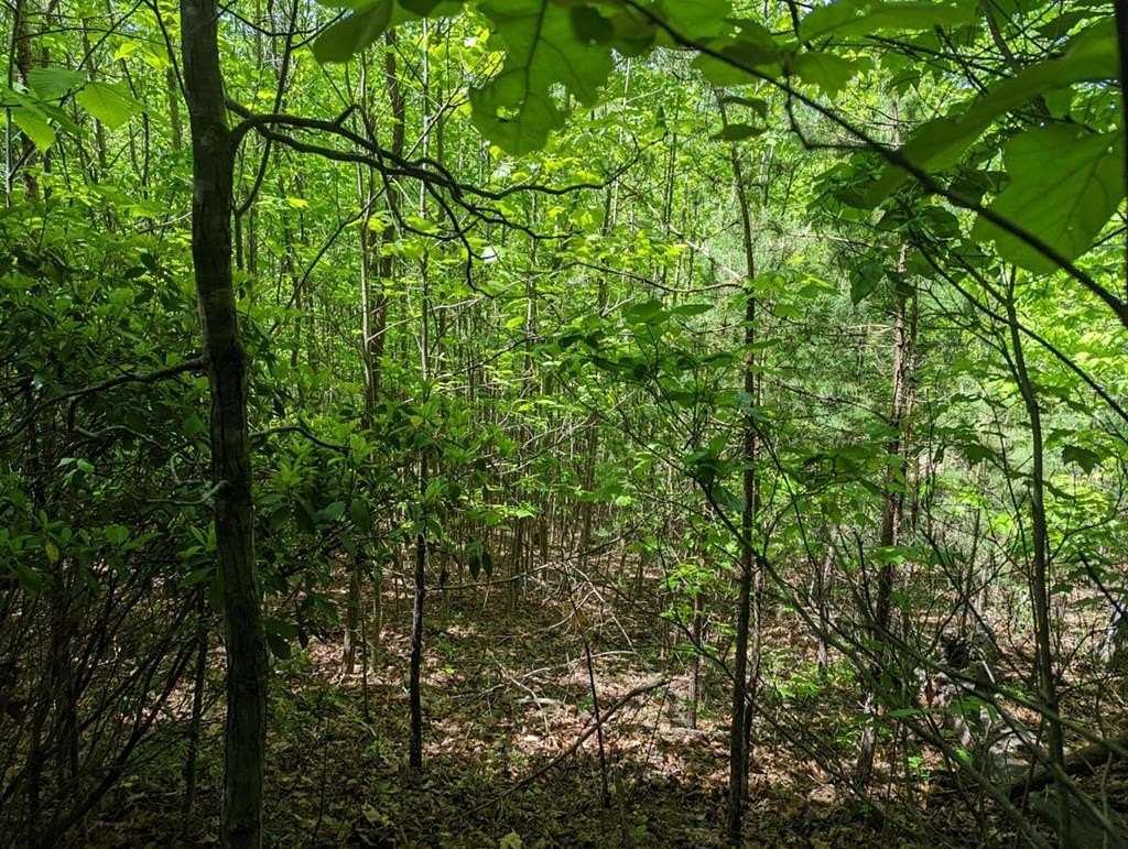 Land for Sale in Brasstown, North Carolina