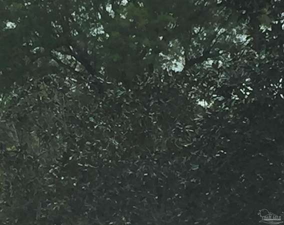 11 Acres of Land for Sale in Lillian, Alabama