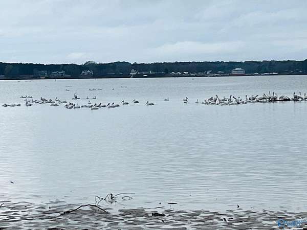 0.59 Acres of Land for Sale in Centre, Alabama