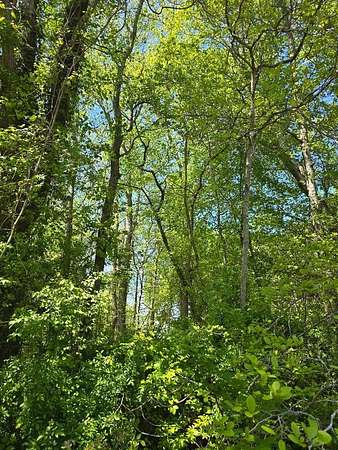 20.5 Acres of Recreational Land for Sale in Bloxom, Virginia