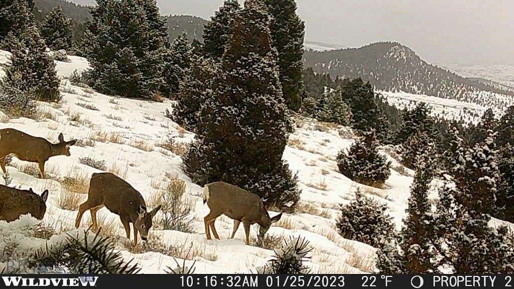 22 Acres of Land for Sale in Ramsay, Montana