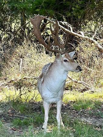 137 Acres of Land for Sale in Kosse, Texas