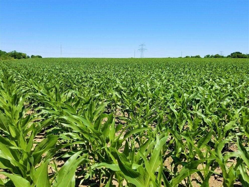 86 Acres of Recreational Land & Farm for Sale in Troy, Texas