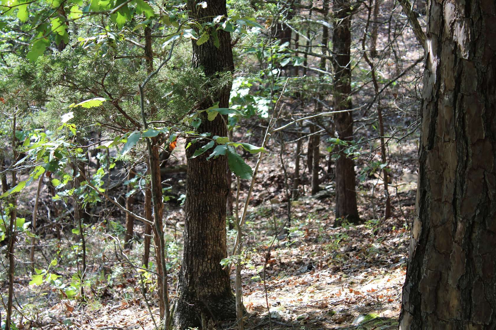 1.3 Acres of Residential Land for Sale in Protem, Missouri