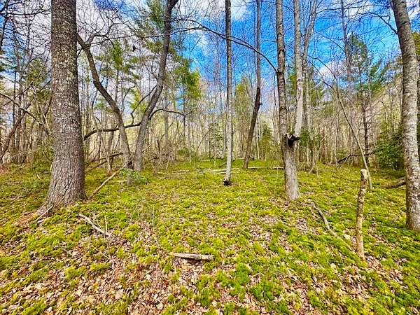 98.5 Acres of Recreational Land & Farm for Sale in Sunbright, Tennessee