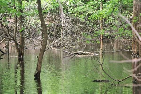 53.3 Acres of Recreational Land for Sale in Lucas, Kentucky