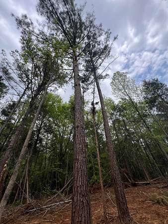 10 Acres of Recreational Land for Sale in Greensboro, Alabama