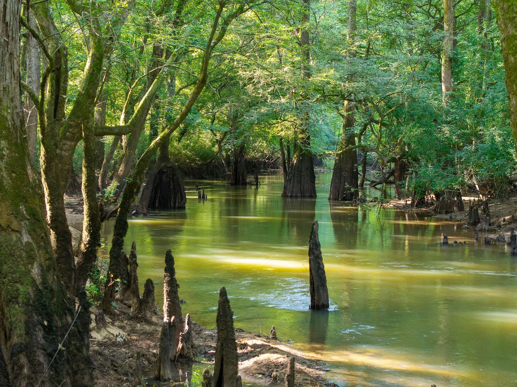 503 Acres of Land for Sale in Pineview, Georgia