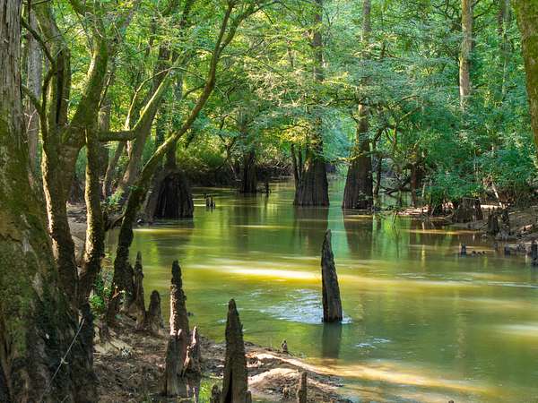 503 Acres of Land for Sale in Pineview, Georgia