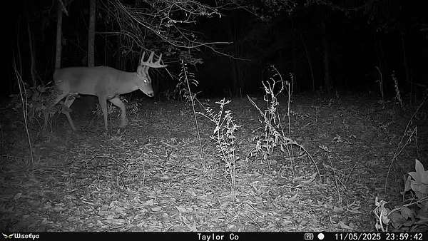 45 Acres of Land for Sale in Rupert, Georgia