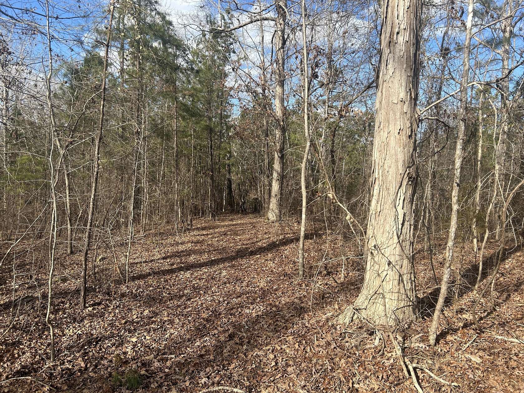 23.5 Acres of Recreational Land for Sale in Appling, Georgia
