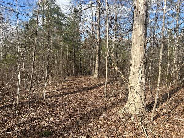 23.5 Acres of Recreational Land for Sale in Appling, Georgia